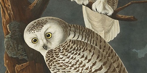 Сотбис продаст альбом графики крупнейшего американского натуралиста