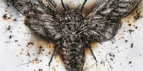 Шотландский художник создает картины с помощью подожженного пороха