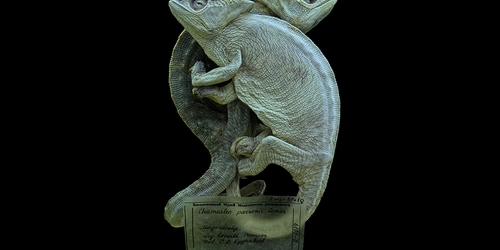 В МАММ открывается выставка фотографий Андрея Гордасевича