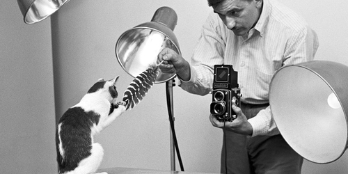 В Германии издали альбом известнейшего фотографа со снимками кошек