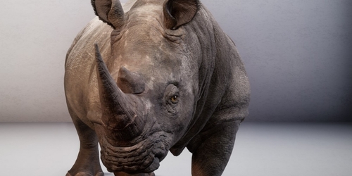 Художница воссоздала цифровую копию вымершего животного