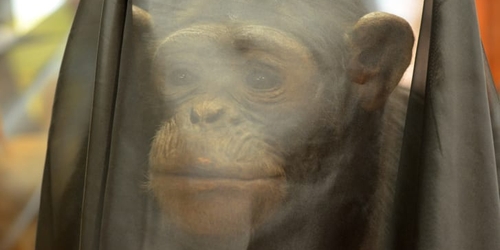 Британский музей напомнил об экологическом кризисе специальной инсталляцией