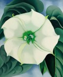 Репортаж | Sotheby's | Georgia O'Keeffe | Дурман/Белый цветок
