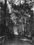 Фотография | Ансел Адамс | Path, Muir Woods, 1919