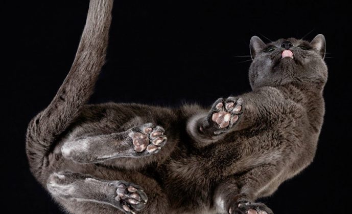 Кошачий фотограф Андриус Бурба