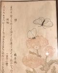 Графика | Китагава Уматаро | «Иллюстрированная книга насекомых», 1788