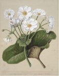 Sarah Featon (née Porter). The Mountain Lily. 1895. Museum of New Zealand Te Papa Tongarewa